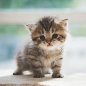 Meet your Posher, Ahmad